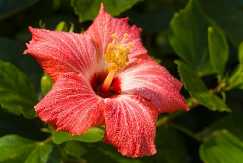 Casa Del Mar Beachfront Suites image 21